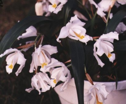 COELOGYNE CRISTATA