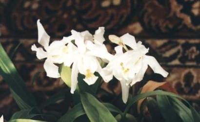 COELOGYNE CRISTATA