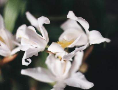 COELOGYNE CRISTATA