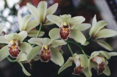 CYMBIDIUM