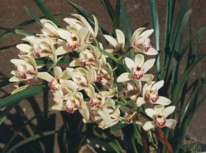 CYMBIDIUM