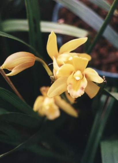 CYMBIDIUM