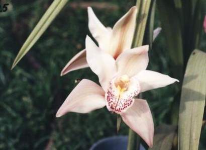 CYMBIDIUM