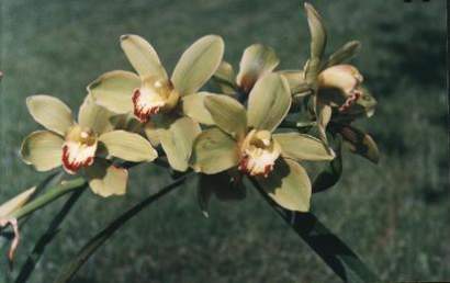 CYMBIDIUM