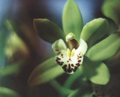 CYMBIDIUM LOVIANUM