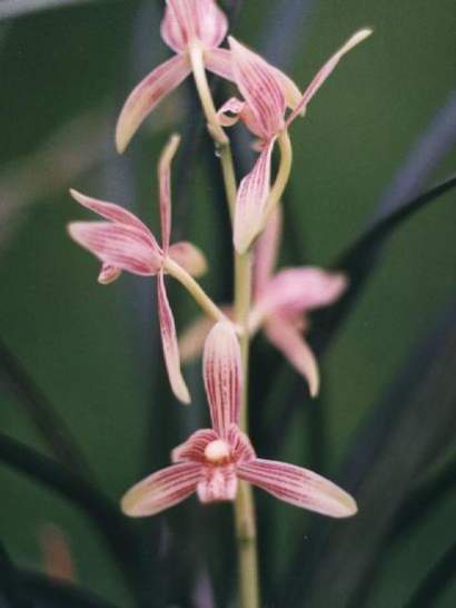 CYMBIDIUM SIAMENSE