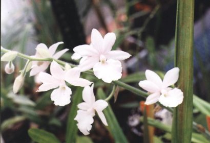 Calanthe vestita