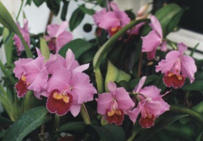 LC Princess Margret
