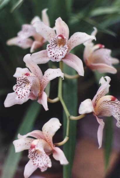 Cymbidium