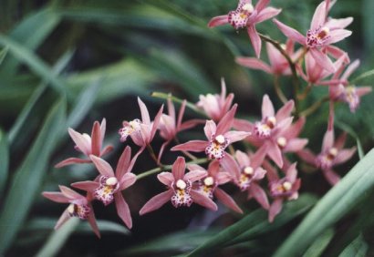 Cymbidium