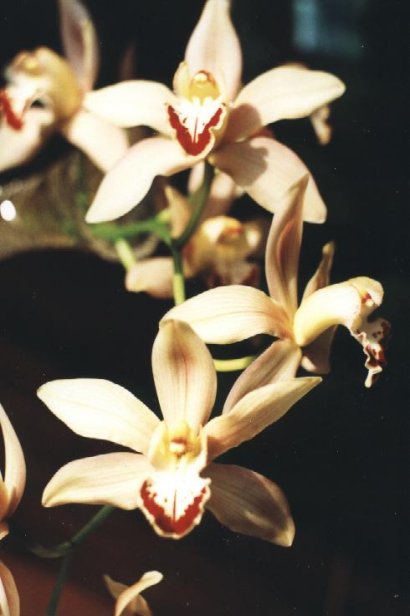 Cymbidium