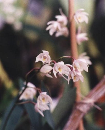 DENDROBIUM KINGIANUM ALBUM