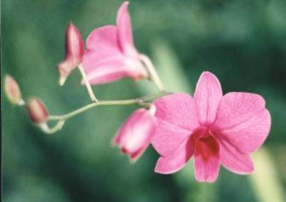 DENDROBIUM BIGIBBUM