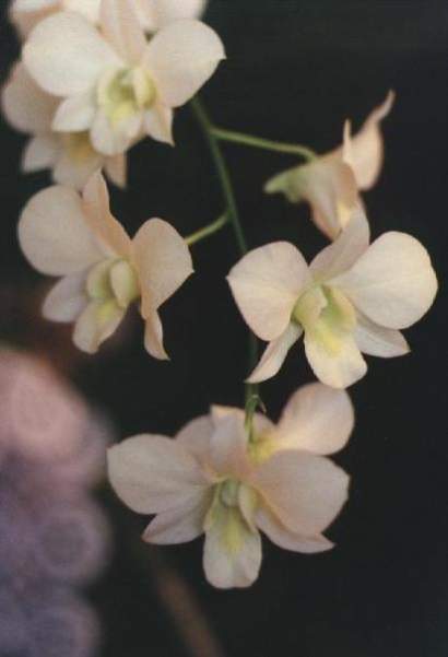 DENDROBIUM EMMA WHITE