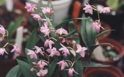 DENDROBIUM KINGIANUM