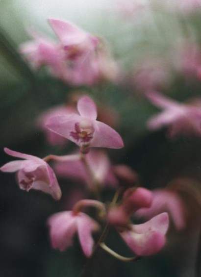 DENDROBIUM KINGIANUM