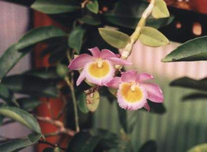 DENDROBIUM LODDIGESII