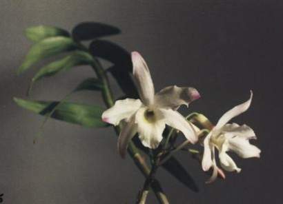 DENDROBIUM NOBILE