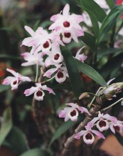 DENDROBIUM NOBILE