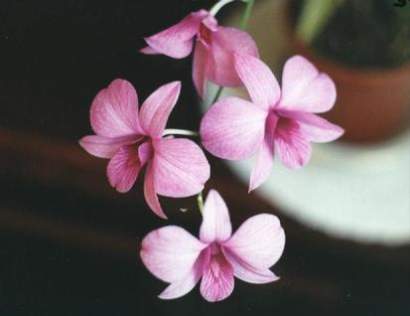 DENDROBIUM PHALAENOPSIS