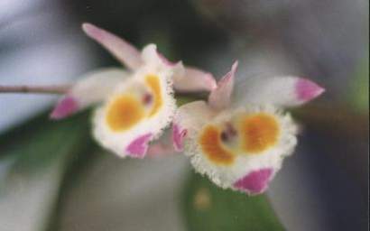 DENDROBIUM WARDIANUM