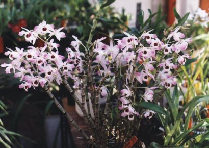 Dendrobium brymerianum