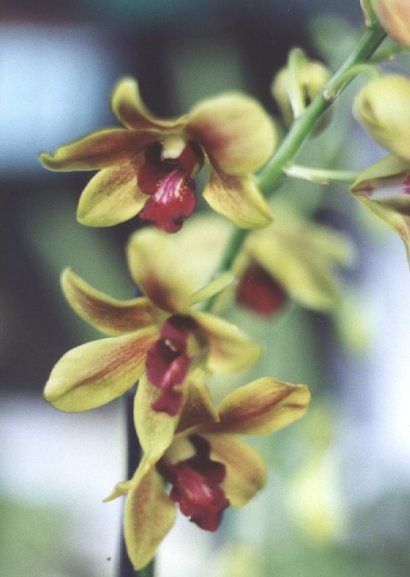 Dendrobium hybrid