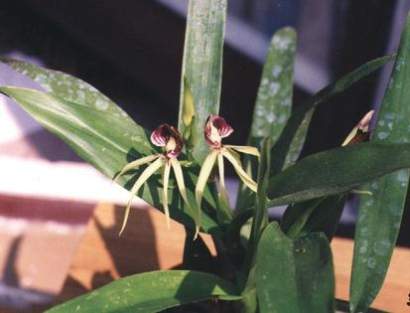 ENCYCLIA COCHLEATA