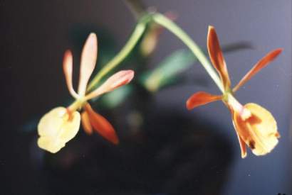 EPIDENDRUM