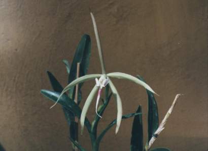 EPIDENDRUM NOCTURNUM