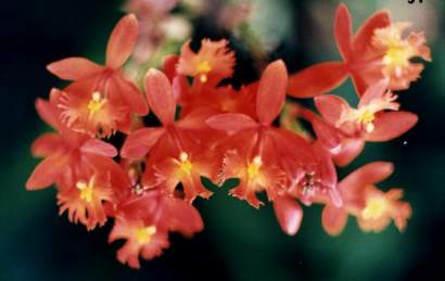 EPIDENDRUM RADICANS