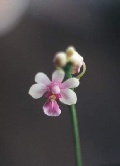 KINGIDIUM DECUMBENS