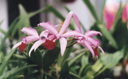 LAELIA