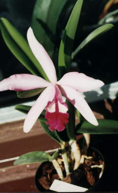 LAELIA