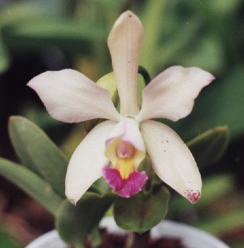 Laeliocattleya hybrid