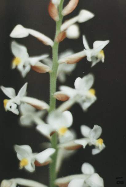 LUDISIA DISCOLOR