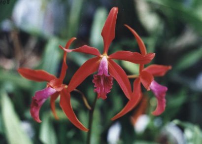 Laelia