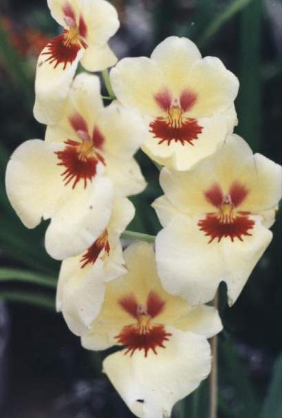 MILTONIA