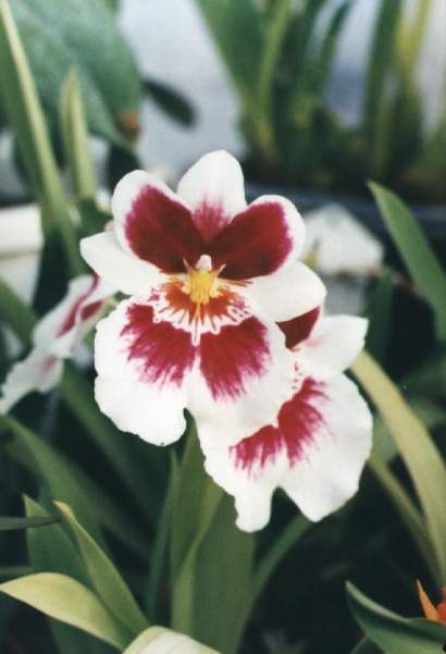 MILTONIA