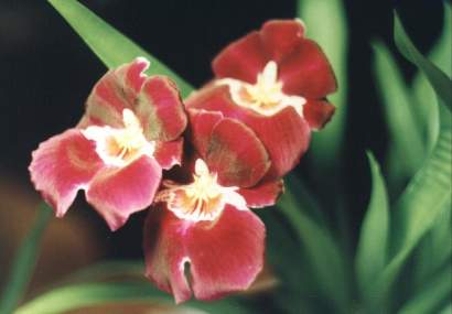 MILTONIA