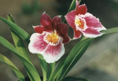 MILTONIA