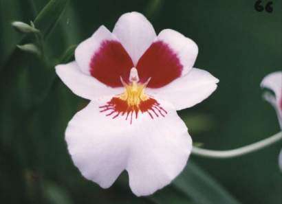 MILTONIA