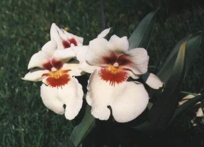 MILTONIA