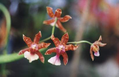 MILTONIA CLOWESII