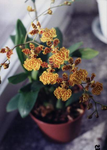 ODONTOCIDIUM SUSAN KAUFMAN