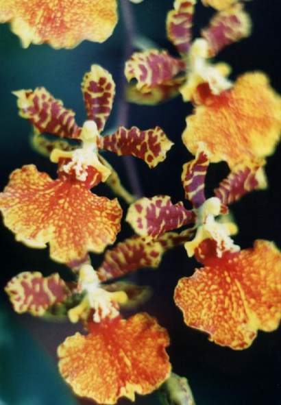 ODONTOCIDIUM SUSAN KAUFMAN