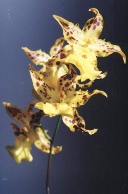 ODONTOCIDIUM TIGER HAMBUHREN