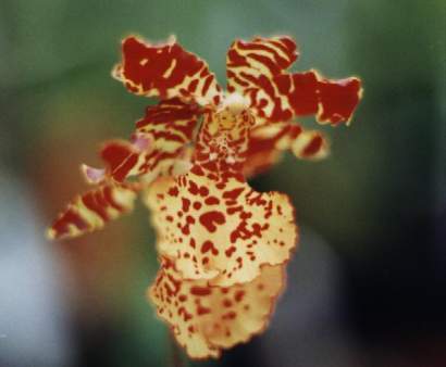 ODONTOGLOSSUM