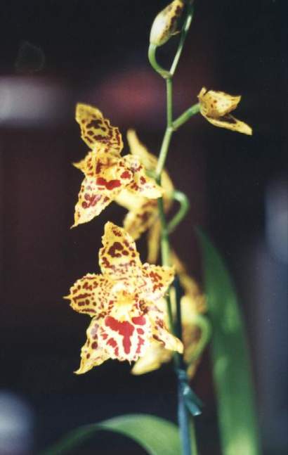 ODONTOGLOSSUM  BURKHARD HOLM