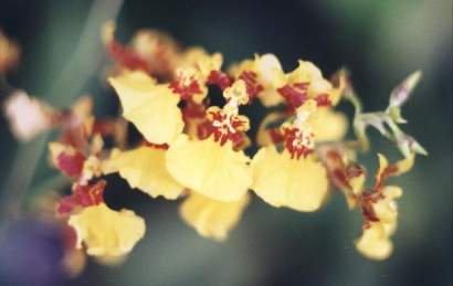 ONCIDIUM